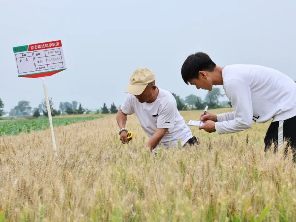 廷怀窑活态瓷粉在小麦生产中的应用实测和展望—— 汝州市焦村镇段村活态瓷粉小麦试验田硕收在望